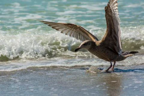 Wings spread in water 스톡 사진