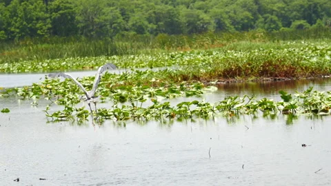 Wings Spread Wide a Great Blue Heron flying in slow motion in swamp everglades Stock-Footage 242306378