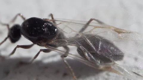 Wings wine gnats macro Stock Footage 57384915