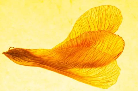 Wings in yellow Stock Photos