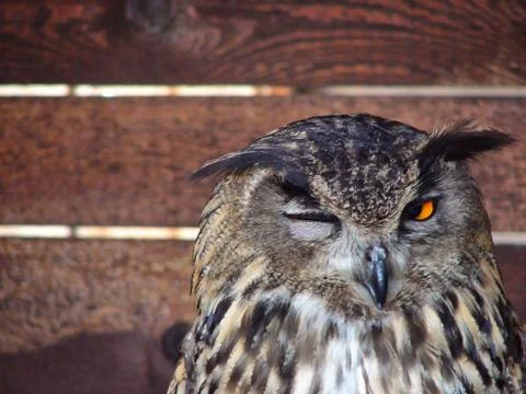 The wink of the owl  Stock Photos