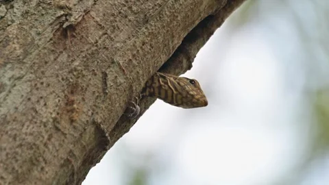 Winked its left eye while looking out of the burrow high up on a tree, Stock Footage 257519896