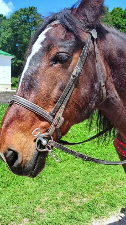 Winking brown horse. Close up view of brown horse head in bright sunlight. Stock Footage 279178782