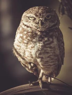 Winking burrowing owl on tree branch Foto stock