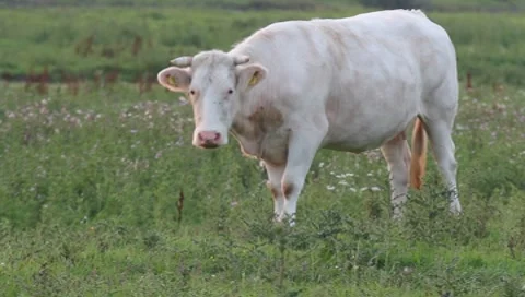 Winking cow Stock Footage 8521320