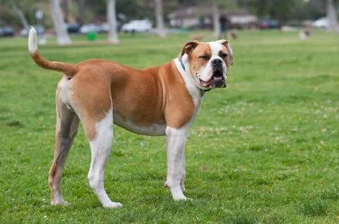 Winking Dog Stock Photos