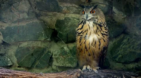 Winking Eurasian Eagle-Owl or Bubo Bubo Stock Footage 11865384