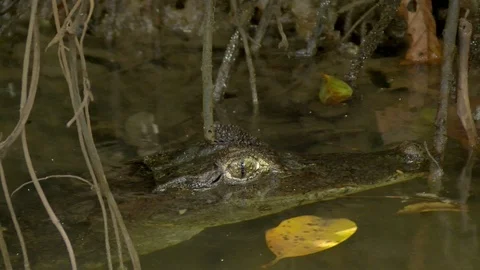 Winking eye of an alligator closeup floating in the water of a canal Stock Footage 91195590