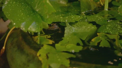 Winking green аrog floating in still water Stock Footage 65329419
