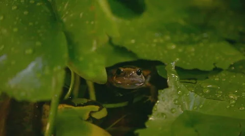 Winking green аrog floating in still water Stock Footage 65329441