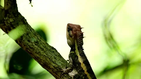 Winking its eye and then tilts its head towards the view of the forest, Stock Footage 219461976