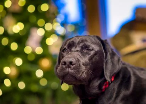 Winking Labrador Stock Photos