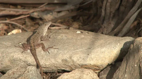 Winking Lizard Stock Footage 24753521