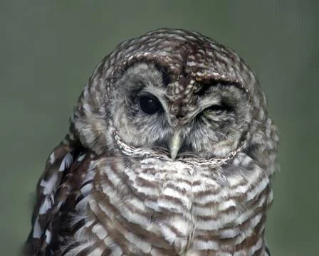 Winking Owl Stock Photos