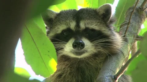 Winking Raccoon Video stock 11209825