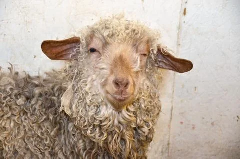 Winking sheep with dirty wool Stock Photos