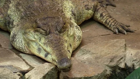 Winking Slender-snouted crocodile (Mecistops cataphractus) in the zoo Stock Footage 88293143