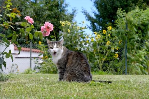 Winking tabby cat on grass Stock Photos