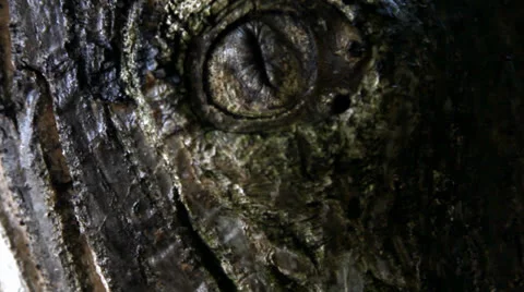 Winking Tree Stock Footage 25388916