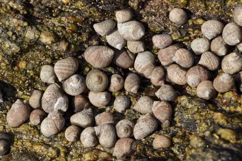 Winkles between rocks Stock Photos
