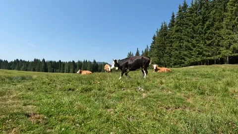 Winklmoosalm Bavaria Stock Footage 201714684