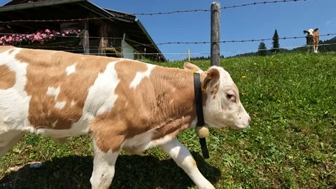 Winklmoosalm Bavaria Stock Footage 201714766