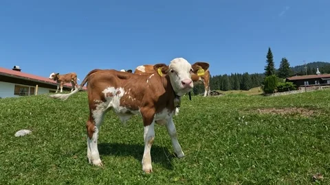 Winklmoosalm Bavaria Stock Footage 201715095