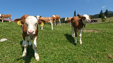 Winklmoosalm Bavaria Stock Footage 201715143