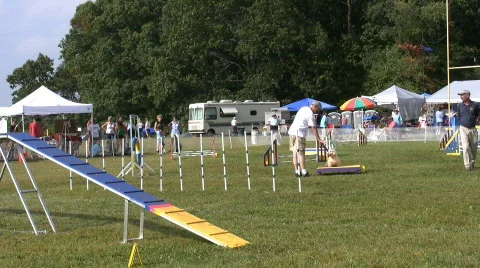 Winner of agility course Video stock 97475