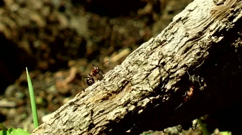 Winner Ant Stock Footage 48369292