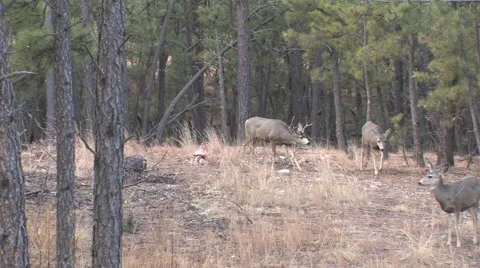 Winner of Buck Fight Courts Does While Loser Looks On Stock Footage 49239821