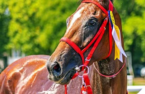 The Winner closeup. Stock Photos