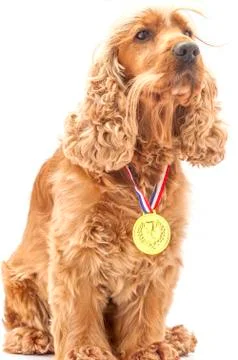 Winner dog Stock Photos