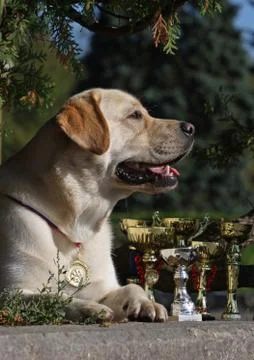 Winner Foto stock