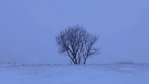 Winnipeg blizzard 02 库存影片 298265758