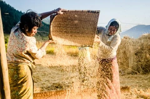 Winnowing grain 1 Stock Photos