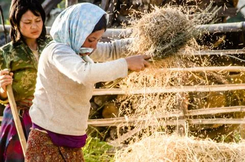 Winnowing Grain 2 Stock Photos