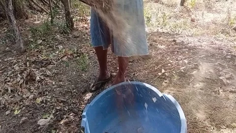 Winnowing Millet with Kulla Tray in Wind, Tilt Up Vídeo Stock 340051722