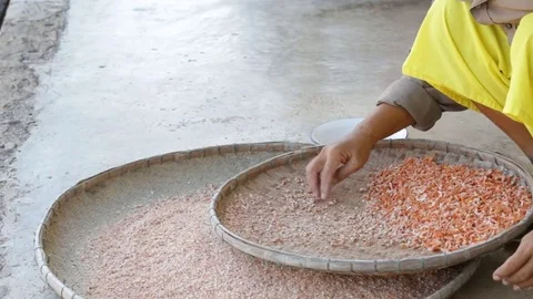 Winnowing to separate shells from prawns Stock Footage 81642274