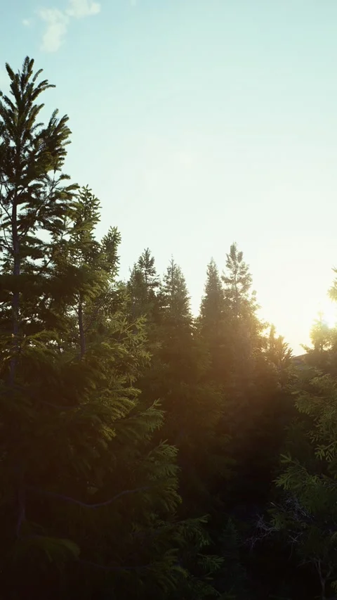 Winter -1 Stock Footage 318184640