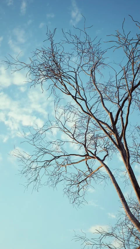 Winter -10 Stock Footage 318184671