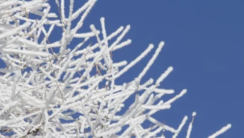 Winter 1920x1080 0014 Stock Footage 1002667