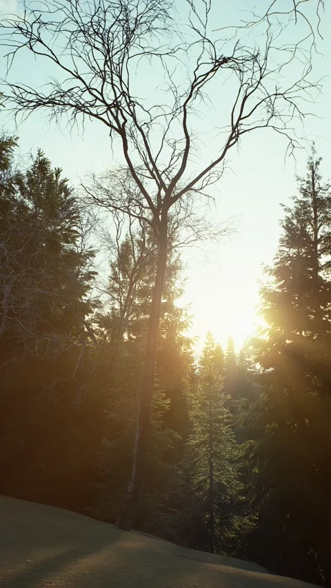 Winter -3 Stock Footage 318184647