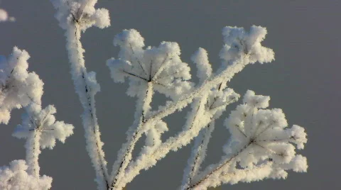 Winter 4  Stock Footage 586771