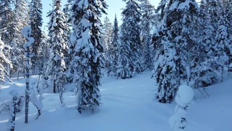 Winter 4 Stock Footage 295174869