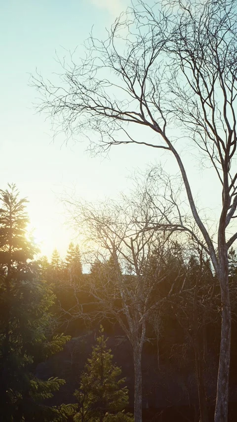 Winter -5 Stock Footage 318184641