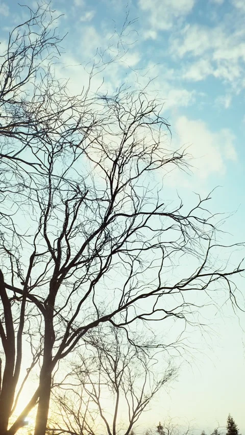 Winter -6 Stock Footage 318184670