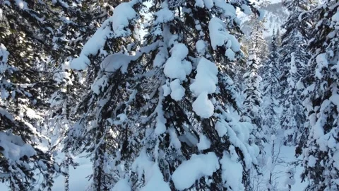 Winter 8 Stock Footage 295175202