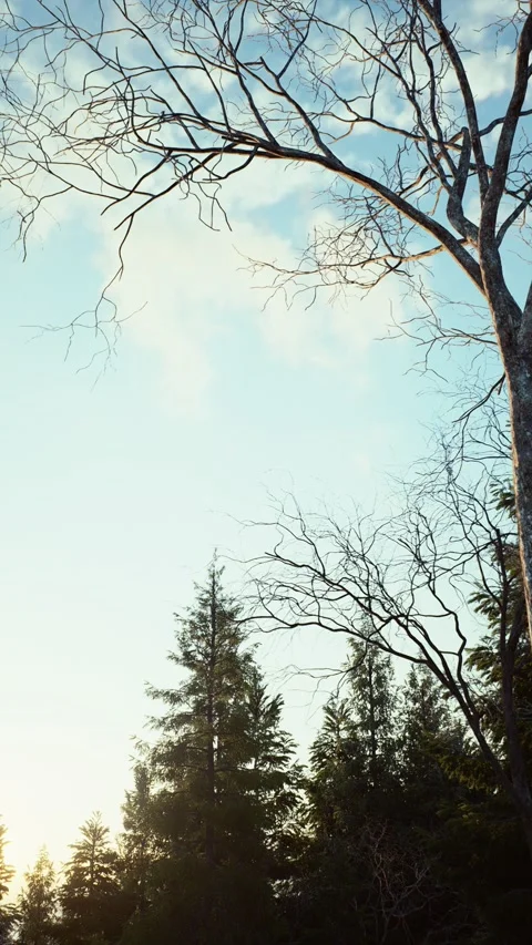 Winter -9 Stock Footage 318184667