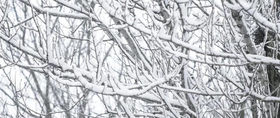 Winter abstract background, beautiful trees covered with snow, Christmas holi Foto stock